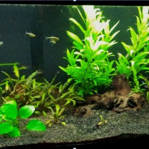 Just got some plants from a local forumn member - Rooted around my tank and ended up re-arranging almost everything!