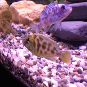 pictures of my fish
