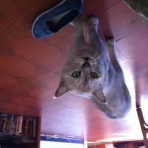 My cat, Killer, dancing on the ceiling.  I have no idea how I flipped this photo 180 degrees!