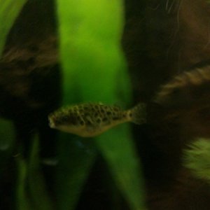 Our Green spotted Puffer.