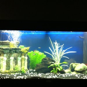 my tank :)
hoping to add some more plants at the front in the future.
