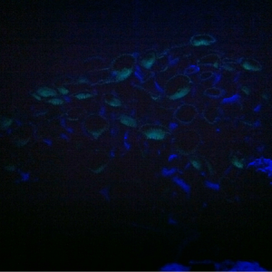 The green polyps are glowing!!! That's awesome.