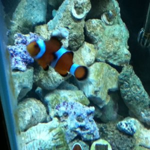 Along with my clown (Papa) there are coral frags and a turbo snail toward the bottom.