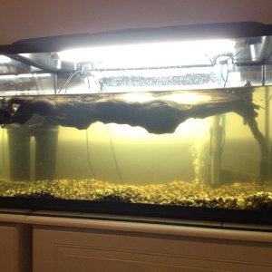 musk turtle tank