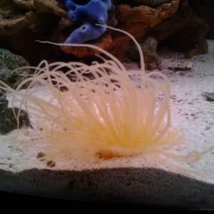 my fluorescent orange tube anemone (I'm looking for a purple one now)
