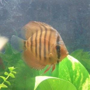 My first discus fish 3