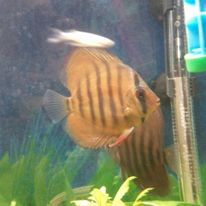 My first discus fish 1