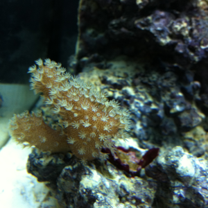 Toadstool leather coral frag!