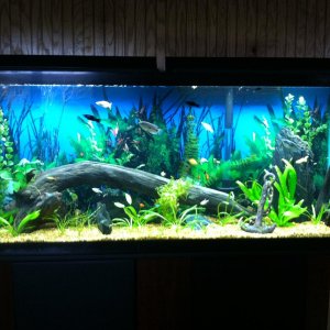 This is the newly revamped planted 55 gallon Freshwater tank as of the beginning of April '12.  I think its getting to a point where its really the lo