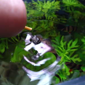 Turt Russel eating outta my hand