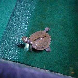 turt about to go bask. hes not shy lol