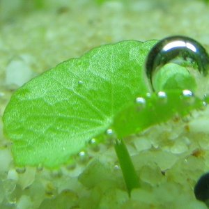 Hydrocotyle verticillata pearling