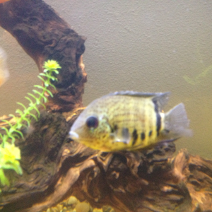 Spotted Severum