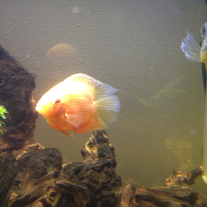 1 of 2 super red Severums