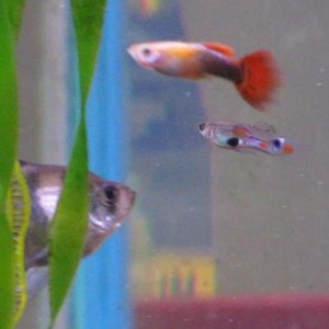This is a picture of my cousin's guppy that he bred.  "Nathan [AKA phoenixkiller] has my [Kevin's] permission to use this picture online and for the p