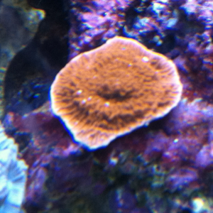 Red cap coral