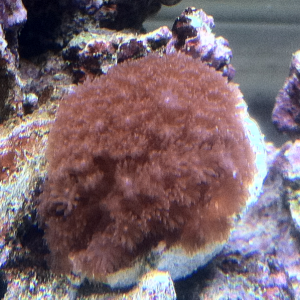 Flower pot coral