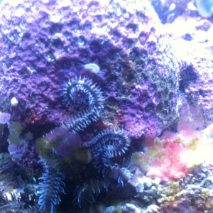 Green brittle sea star