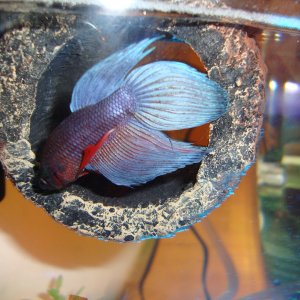 This blue male fish was brought home just on 4/30/12 and he is very active but right now his fins are rip because of chasing the ladies all day long.