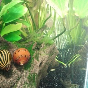 my nerite snails, zebra and tracked, hanging out together. swamp darter being nosey