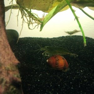 shrimp cleaning my nerite. (ghostie in the background)