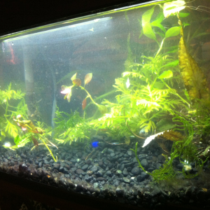 This looks cloudy due to 1) being freshly planted and 2) my phone/only camera hates the light on this tank! It looks much better now. :)