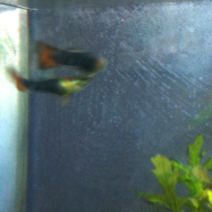 Guppies never hold still...these are two of Phobos' "friends." Again, the light and my camera don't get along, sorry!