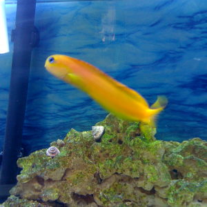 Maple our Midas blenny