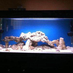 10 day old new sw tank with 14 hermit crabs
