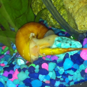 Snail got a baby