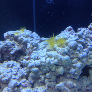 Yellow colonal polyps