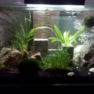 This is the Edge with the Zen wall in back when it was the fry tank.  Second round of scaping.