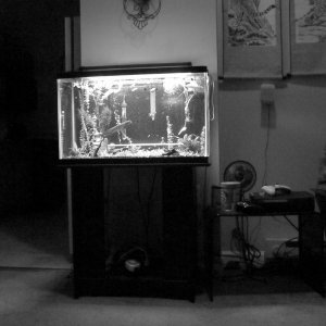 29 Gal. Looks neat in black and white.