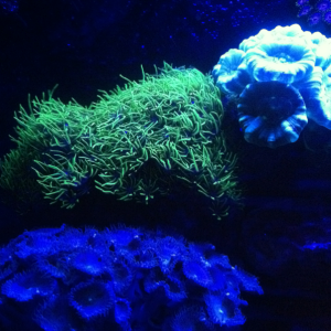 Green star polyp.. always gets comments when people see it under the blues.