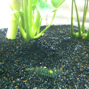My little ghost shrimp ^_^