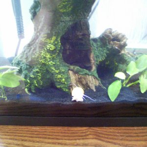 Anubias sp. with mystery snail in the middle