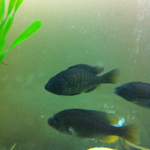 Male kadango top and female down bottom as you can see male has yellow in his body and female has more yellow in her fins.