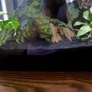 Anubias sp. redone attached to black stones