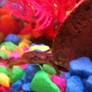 Prince Charmont the African dwarf frog
