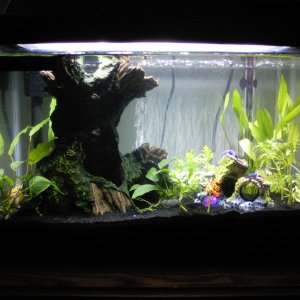 argentine sword, water wisteria, assorted anubias....plus the two anubias sp. that I had previous.....Now the tank is done!