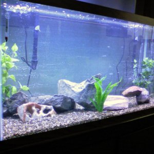 90Gal. Filled and begining fishless cycle