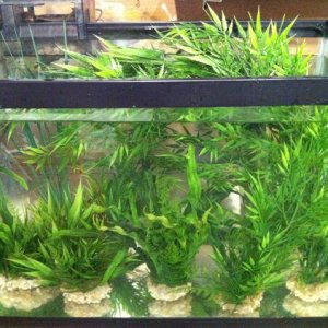 plants going in for a soak for 72 hrs.
this is the second day, no water discoloration, almost ready for DT.