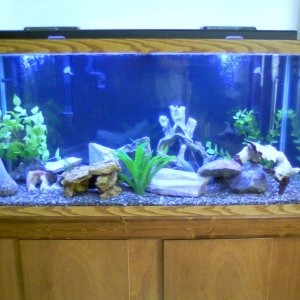 90 gal full of decor and new cf500uv aquatop canister