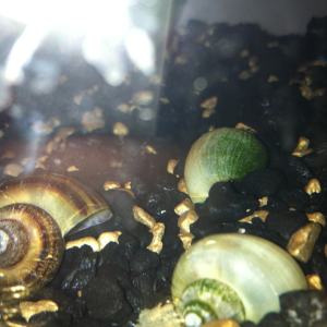 My snails