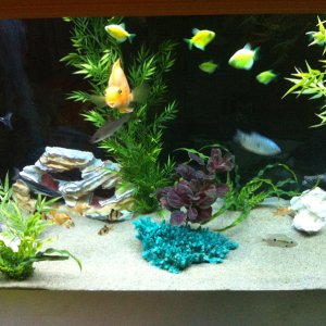 fish love the new plants