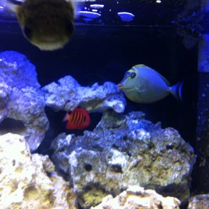 porcupine puffer, blonde naso tang, flame angel