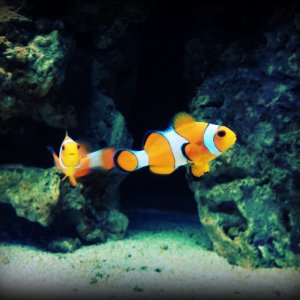 2 Clownfish
