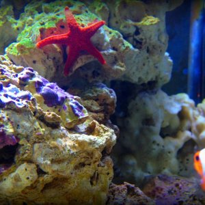 Clownfish and Red starfish