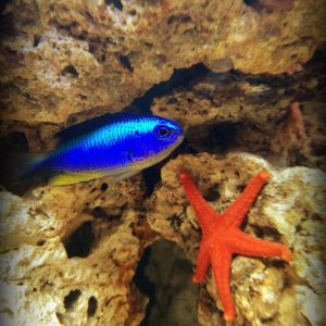Neon Damselfish & Red Starfish