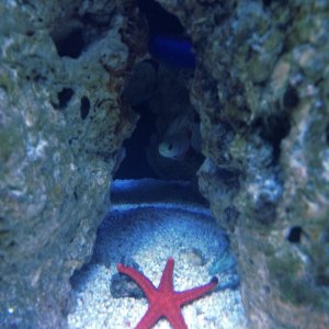 Red Starfish, Neon Damselfish & Firefish